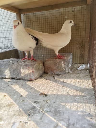 argent sale home breadar pair hai 0324/98/80/541