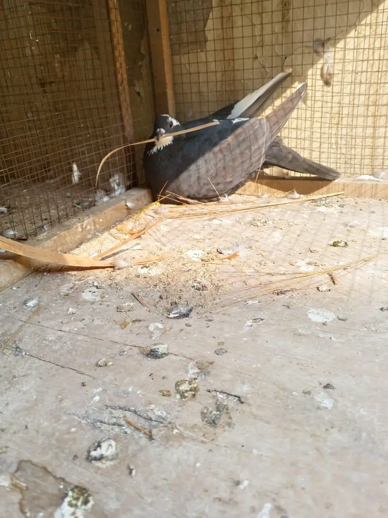 argent sale home breadar pair hai 0324/98/80/541 — photo 3