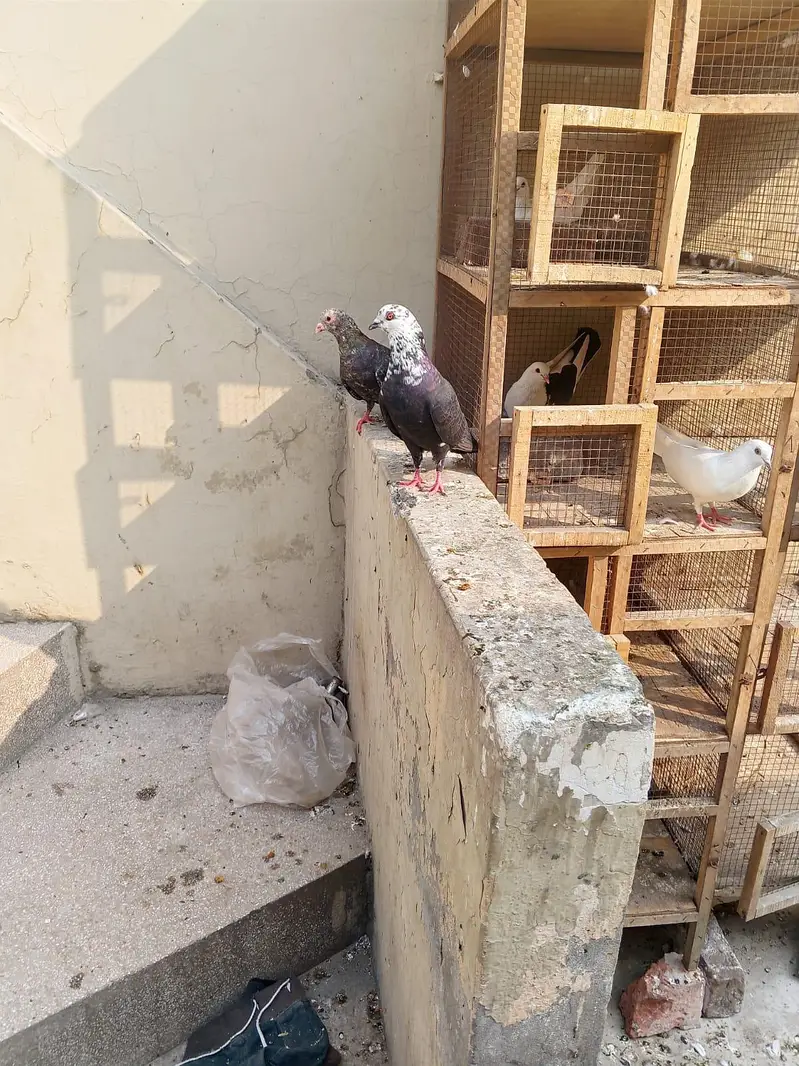 argent sale home breadar pair hai 0324/98/80/541 — photo 4