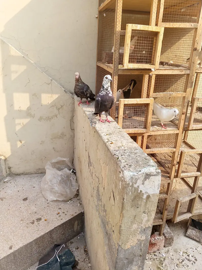argent sale home breadar pair hai 0324/98/80/541 — photo 5