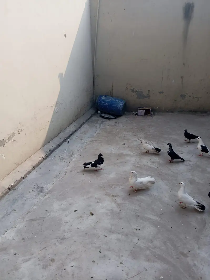 argent sale home breadar pair hai 0324/98/80/541 — photo 7