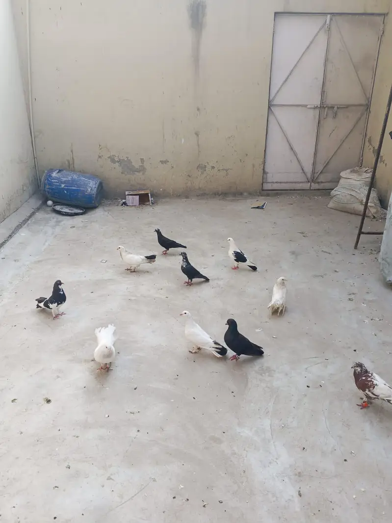 argent sale home breadar pair hai 0324/98/80/541 — photo 8