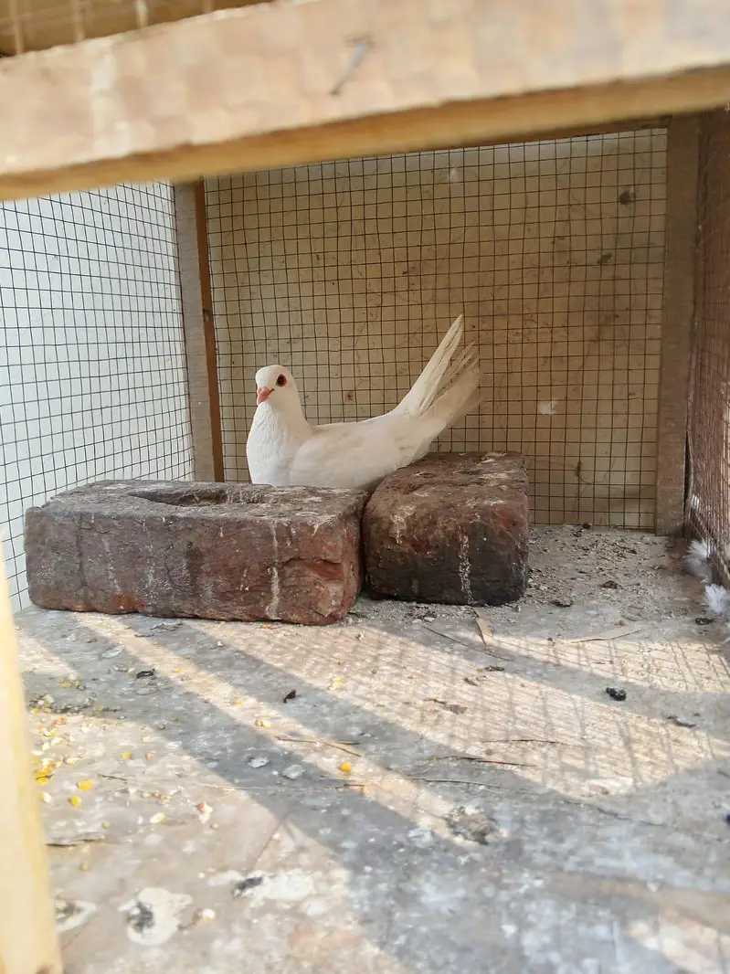 argent sale home breadar pair hai 0324/98/80/541 — photo 9