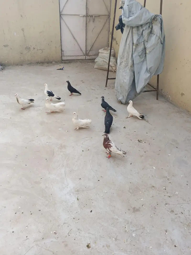 argent sale home breadar pair hai 0324/98/80/541 — photo 10