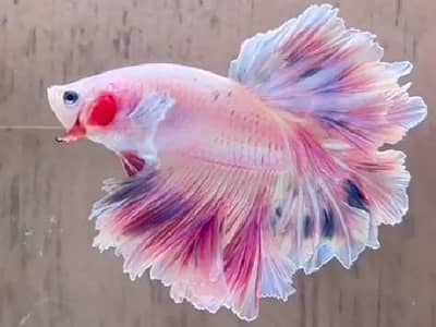 Fish and aquarium Munseeb price 03104016778