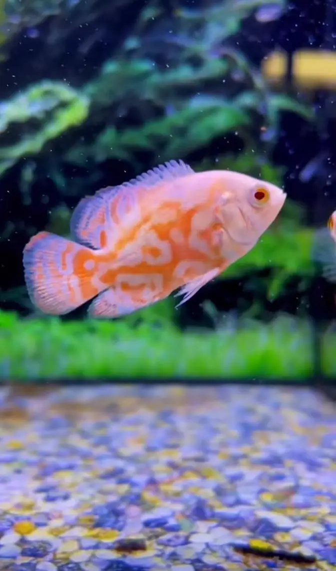 Fish and aquarium Munseeb price 03104016778 — photo 4