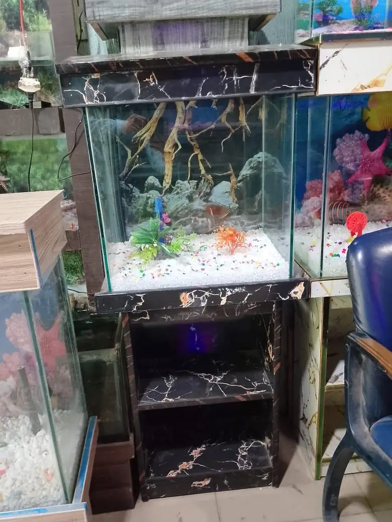 Fish and aquarium Munseeb price 03104016778 — photo 8