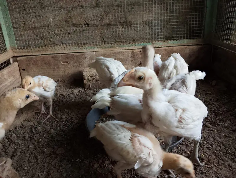 Heera Aseel Chick — photo 2