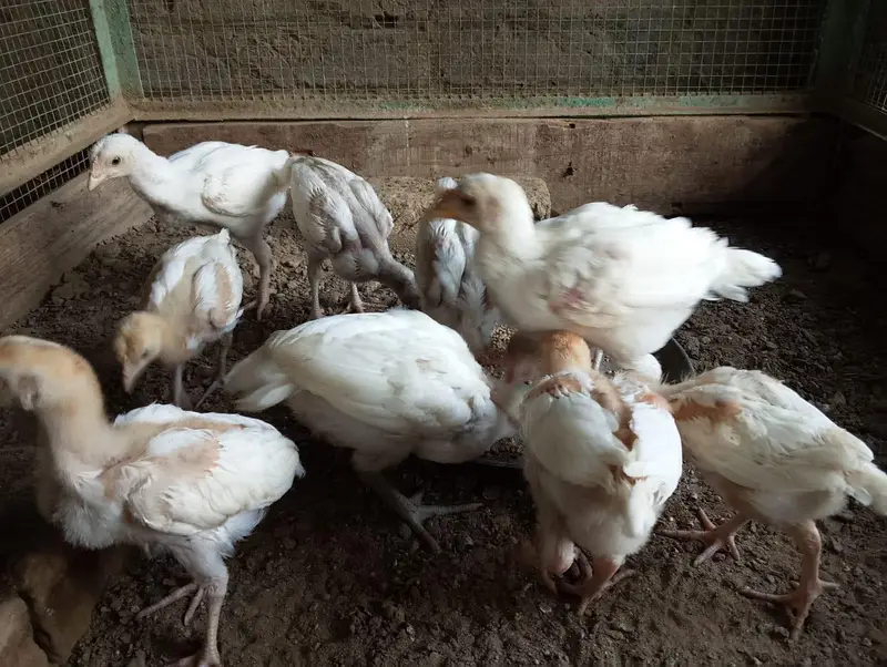 Heera Aseel Chick — photo 3