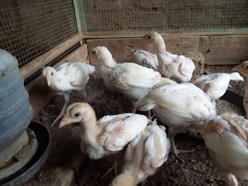 Heera Aseel Chick — photo 4