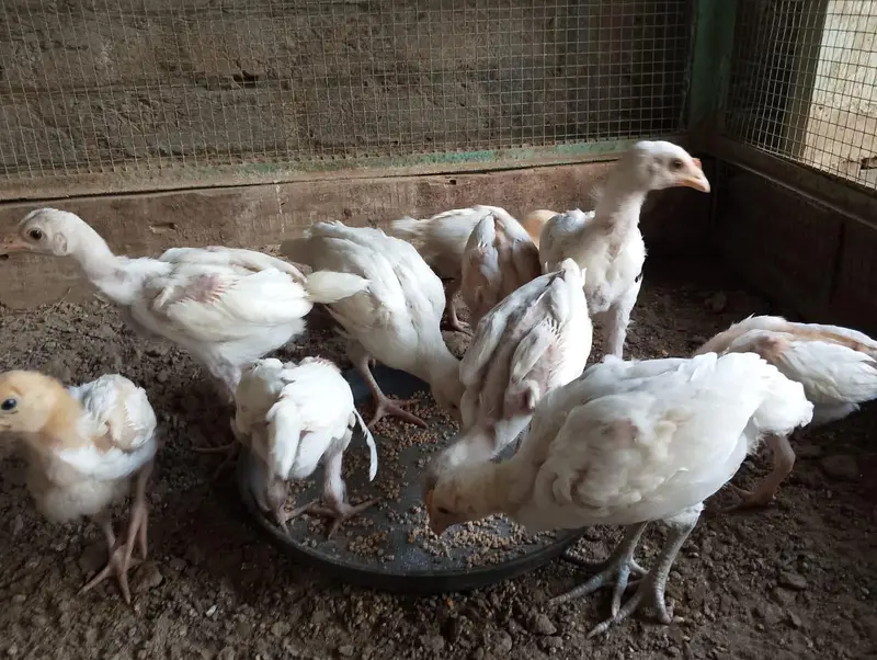 Heera Aseel Chick — photo 5