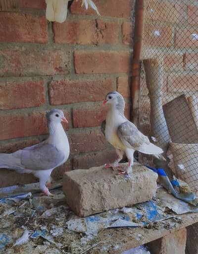 silver grey sherazi pair healthy and active faisalabad