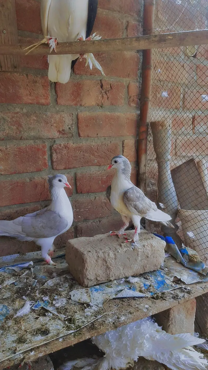 silver grey sherazi pair healthy and active faisalabad — photo 2