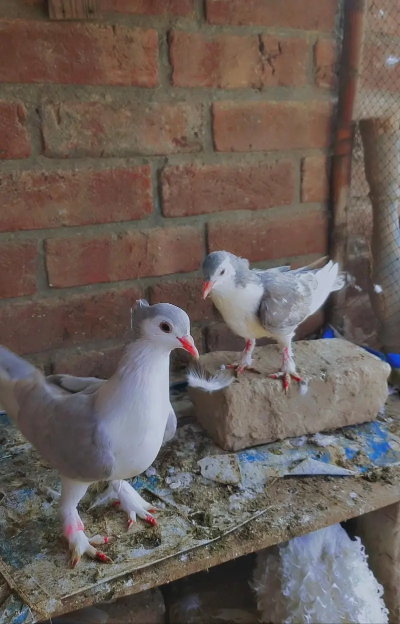 silver grey sherazi pair healthy and active faisalabad — photo 3