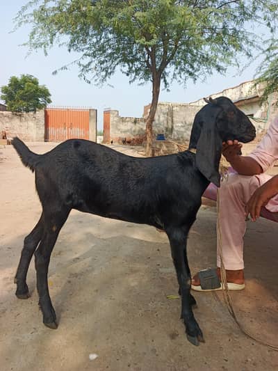 Bakri for sale