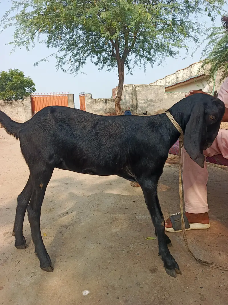 Bakri for sale — photo 2