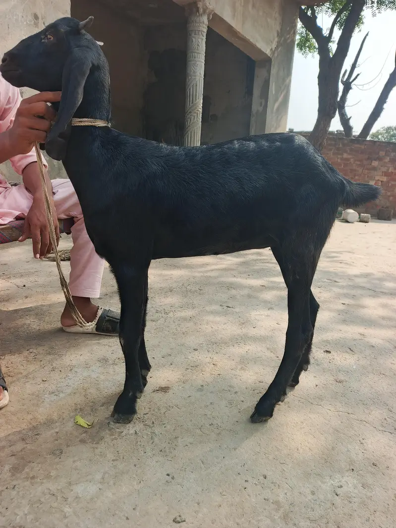 Bakri for sale — photo 3