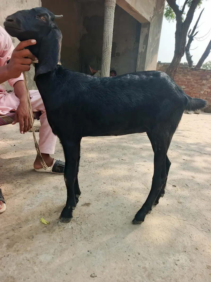 Bakri for sale — photo 4