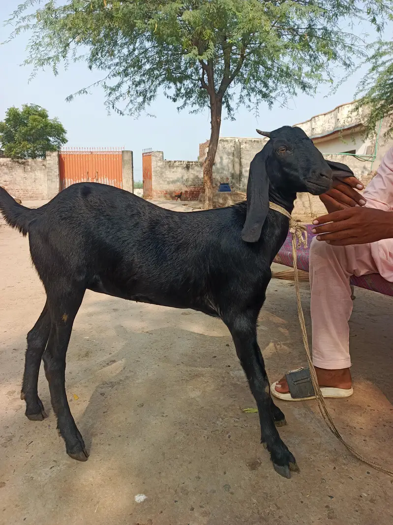 Bakri for sale — photo 5