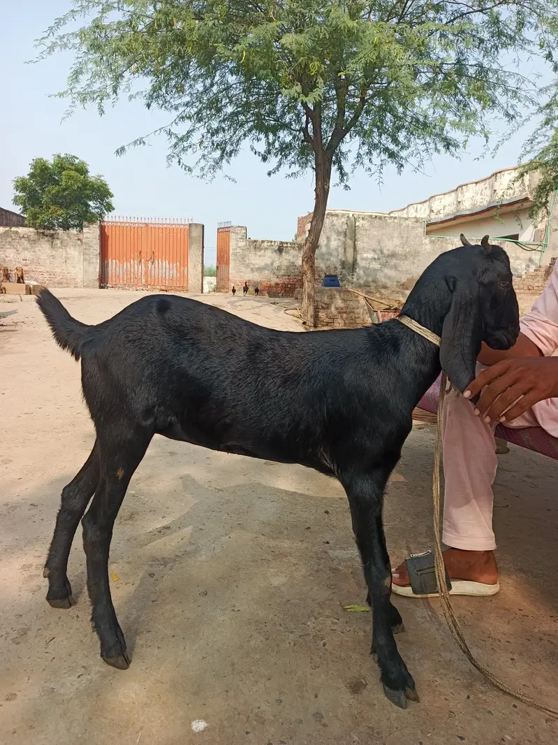 Bakri for sale — photo 6