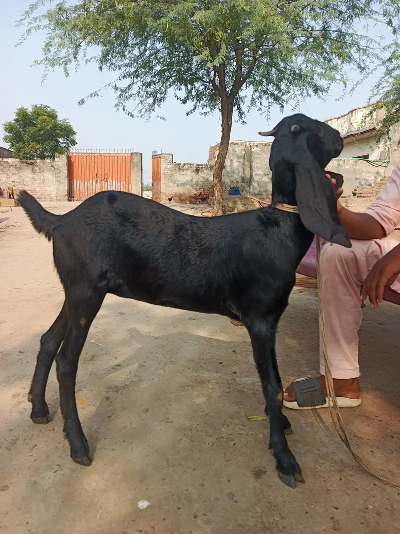 Bakri for sale — photo 7