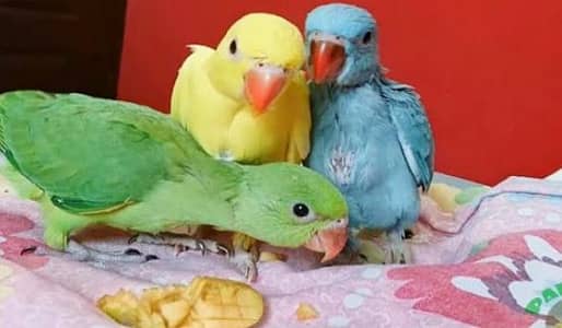 greenringneck babys available h.
