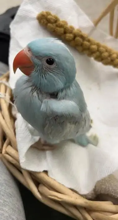 greenringneck babys available h. — photo 2