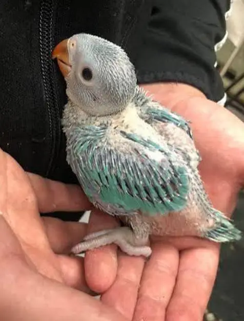 greenringneck babys available h. — photo 3