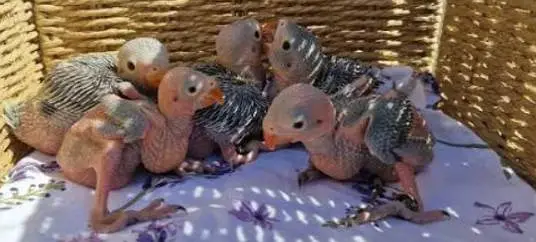 greenringneck babys available h. — photo 4