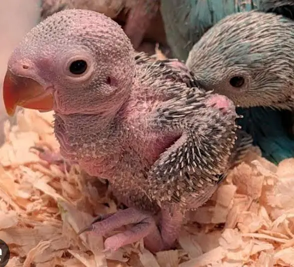 greenringneck babys available h. — photo 6