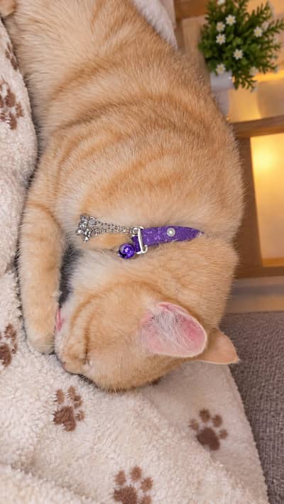 Cat for sale