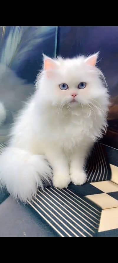 Persian cat for sale 2 month age available