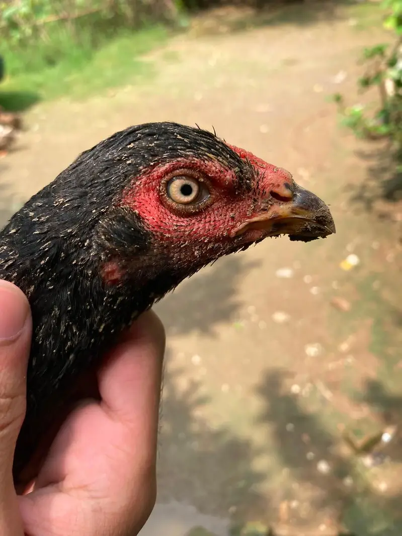 aseel pure high quality aseel for sell . urgent sell . 14000 for all — photo 5