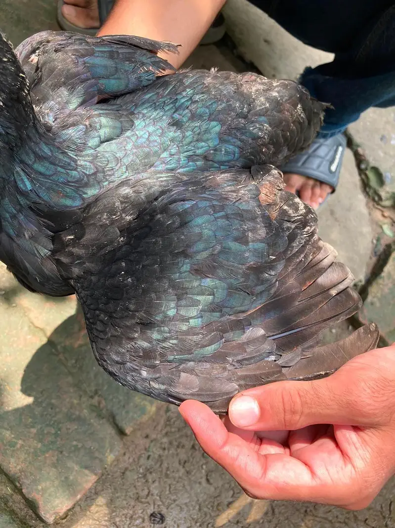 aseel pure high quality aseel for sell . urgent sell . 14000 for all — photo 7
