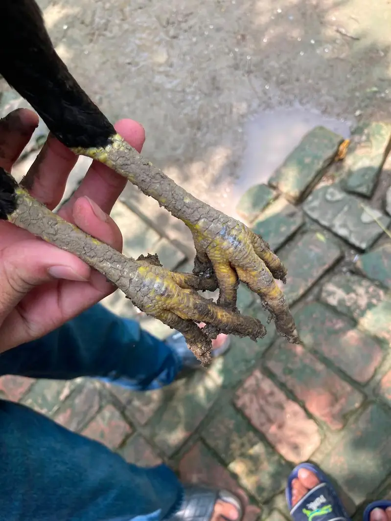 aseel pure high quality aseel for sell . urgent sell . 14000 for all — photo 8
