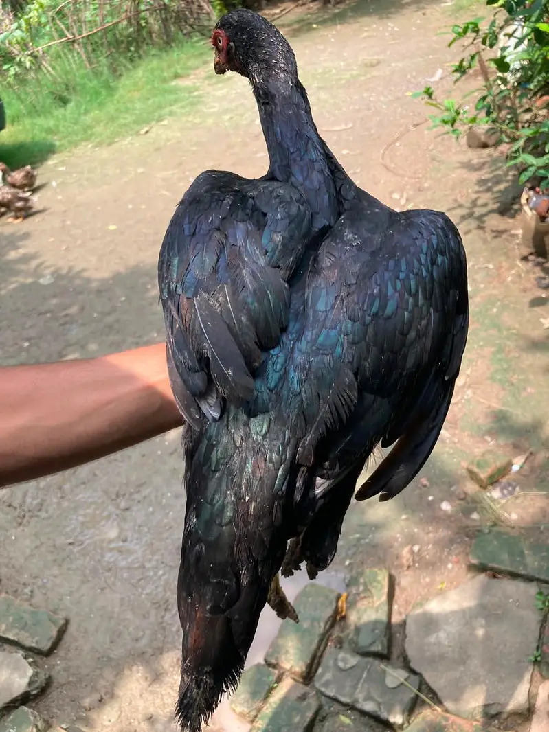 aseel pure high quality aseel for sell . urgent sell . 14000 for all — photo 11