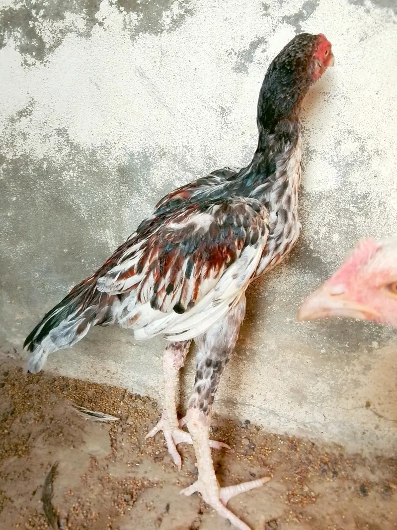 pure old blood aseel — photo 3