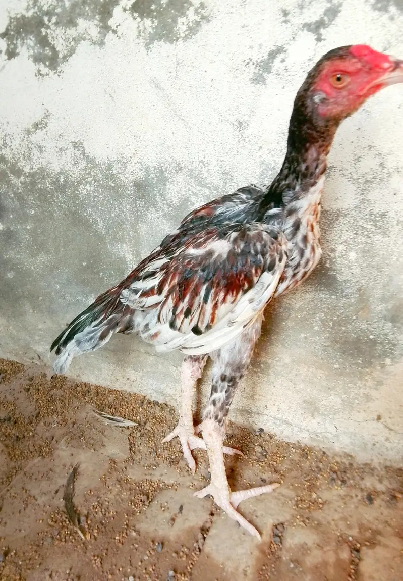 pure old blood aseel — photo 4