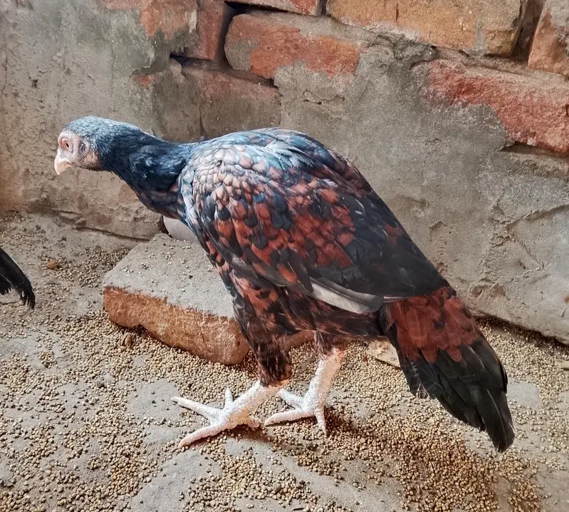 pure old blood aseel — photo 7