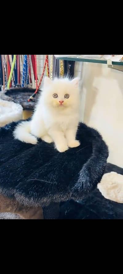 Persian cat for sale 2 month age available
