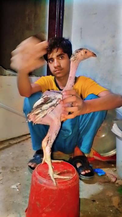 Pure Aseel Pathy Thai | Miawali | Heera x Slaita High Quality Birds A+