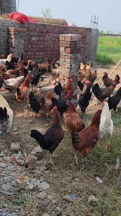 Egg Wali Tayar Golden Misri murgiya Available