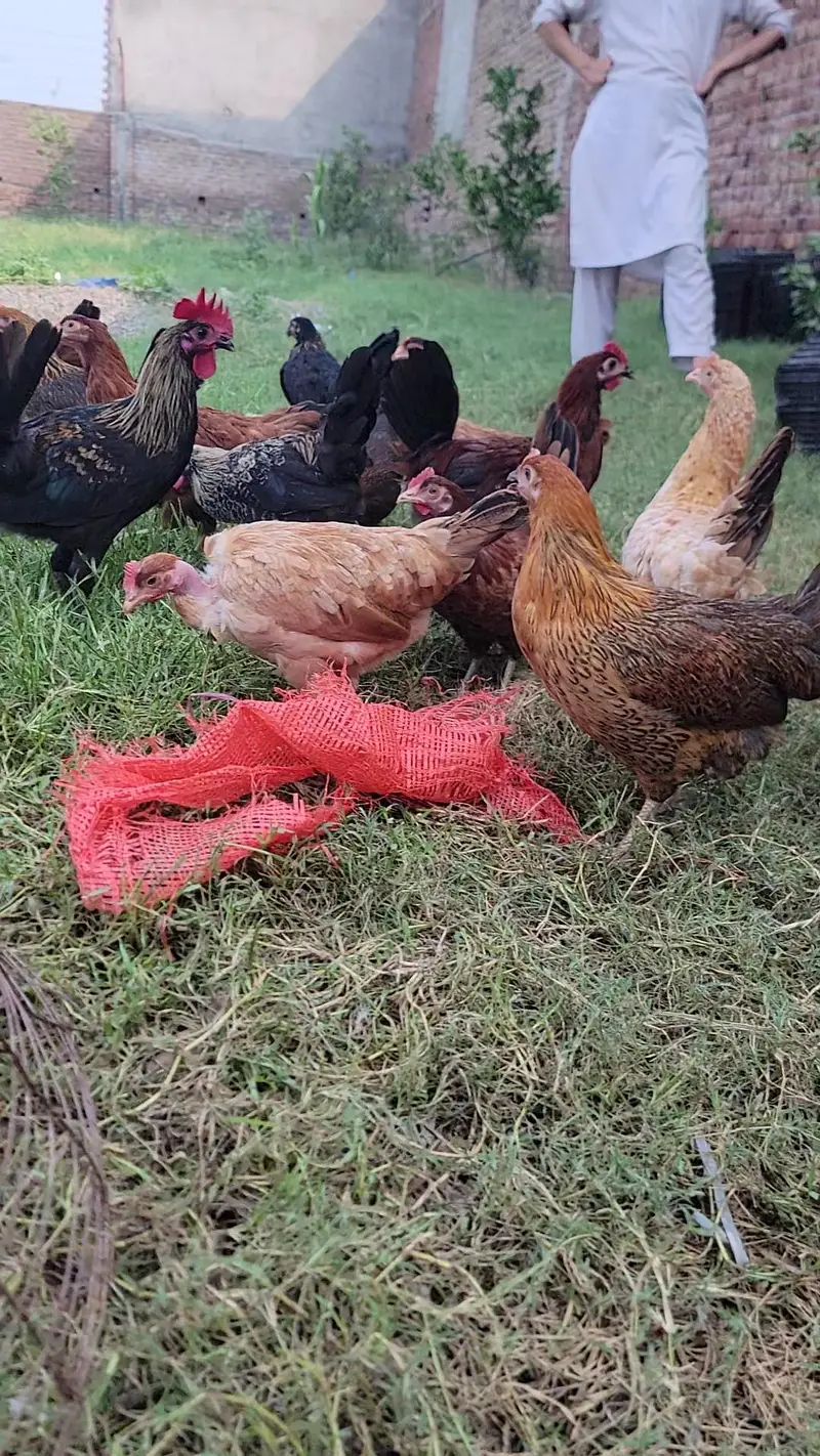 Egg Wali Tayar Golden Misri murgiya Available — photo 2