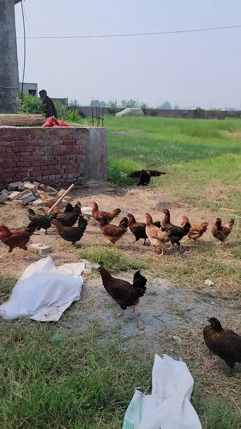 Egg Wali Tayar Golden Misri murgiya Available — photo 3