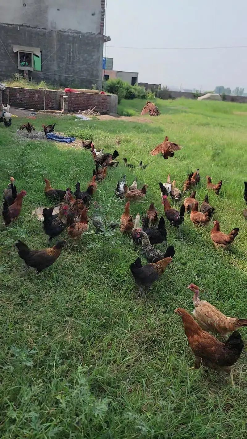 Egg Wali Tayar Golden Misri murgiya Available — photo 4
