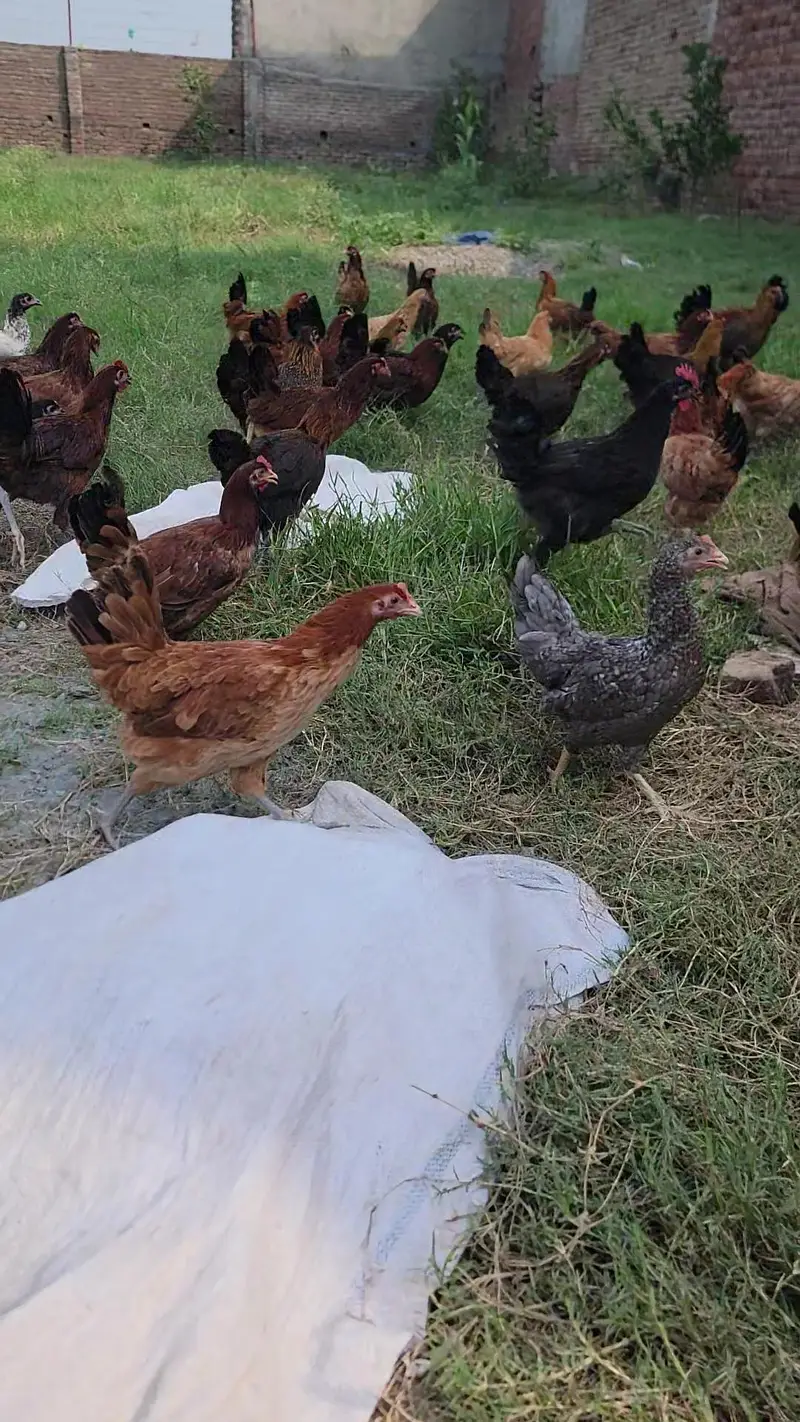 Egg Wali Tayar Golden Misri murgiya Available — photo 5