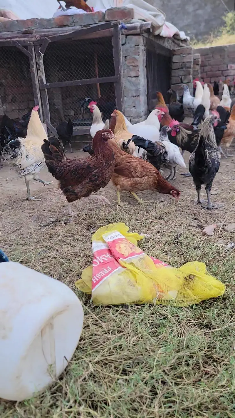 Egg Wali Tayar Golden Misri murgiya Available — photo 6