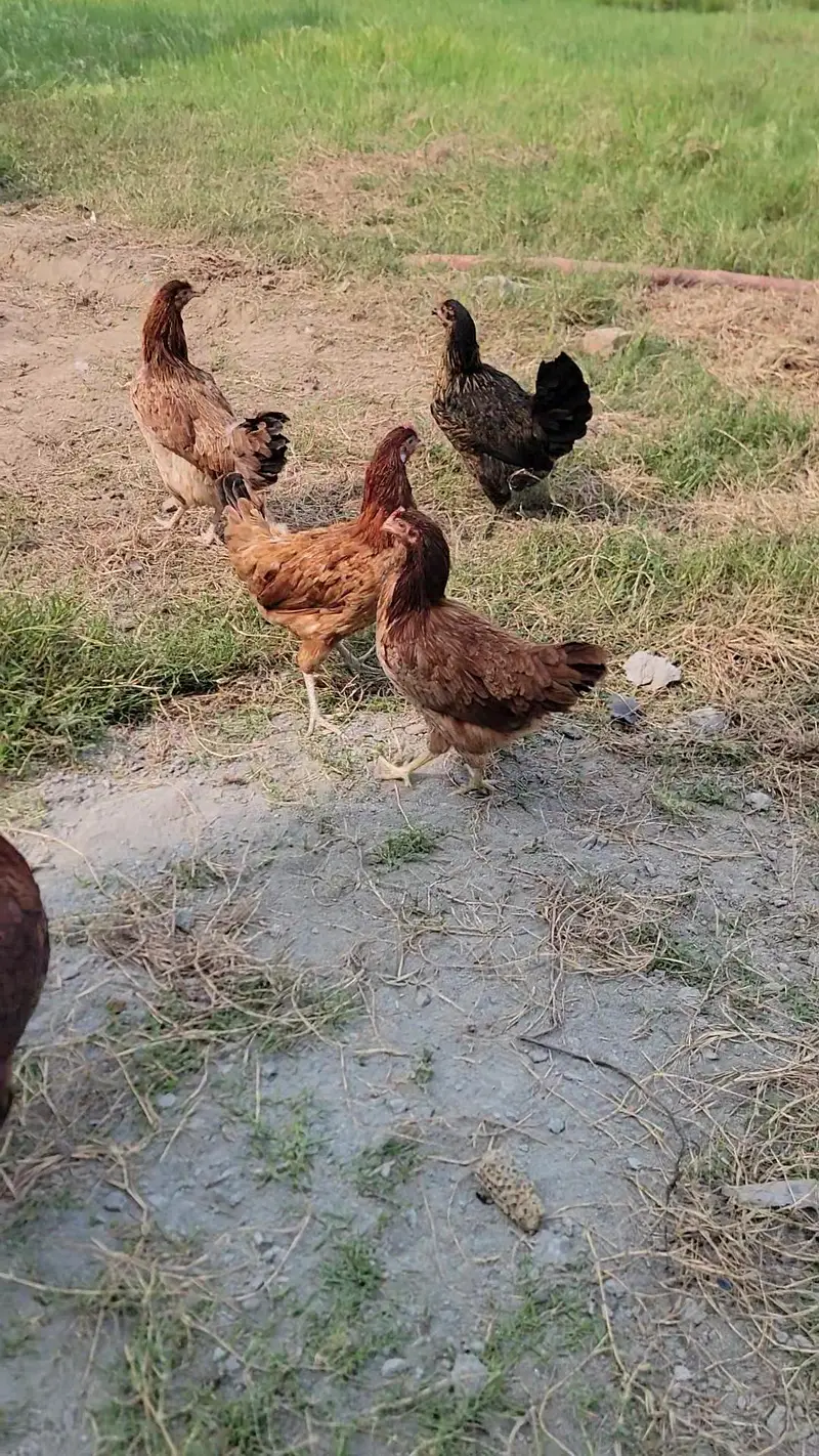 Egg Wali Tayar Golden Misri murgiya Available — photo 7