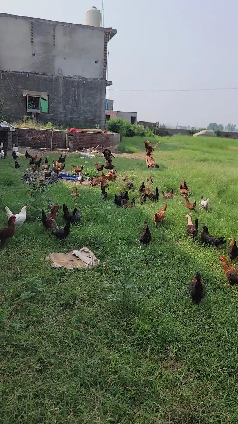 Egg Wali Tayar Golden Misri murgiya Available — photo 8