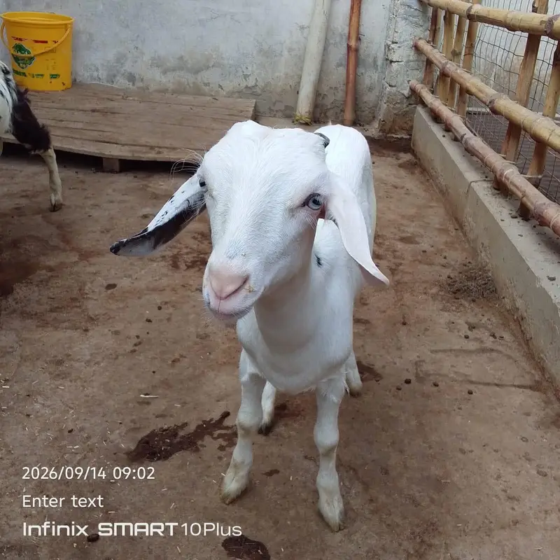 baby goat — photo 2